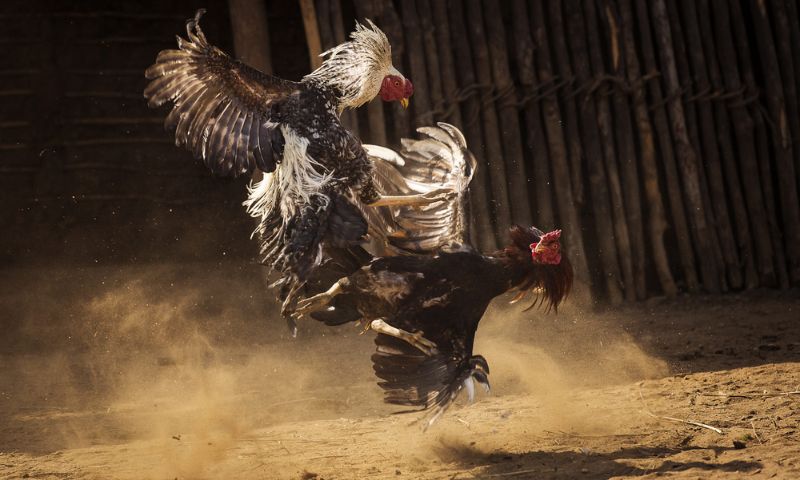 Kinh nghiệm của anh em khi chơi đá gà trực tuyến